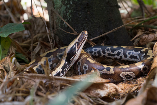 Python's In Sumatra Pitón De Sangre De Sumatra Python Brongersmai Comúnmente Conocido Como ...