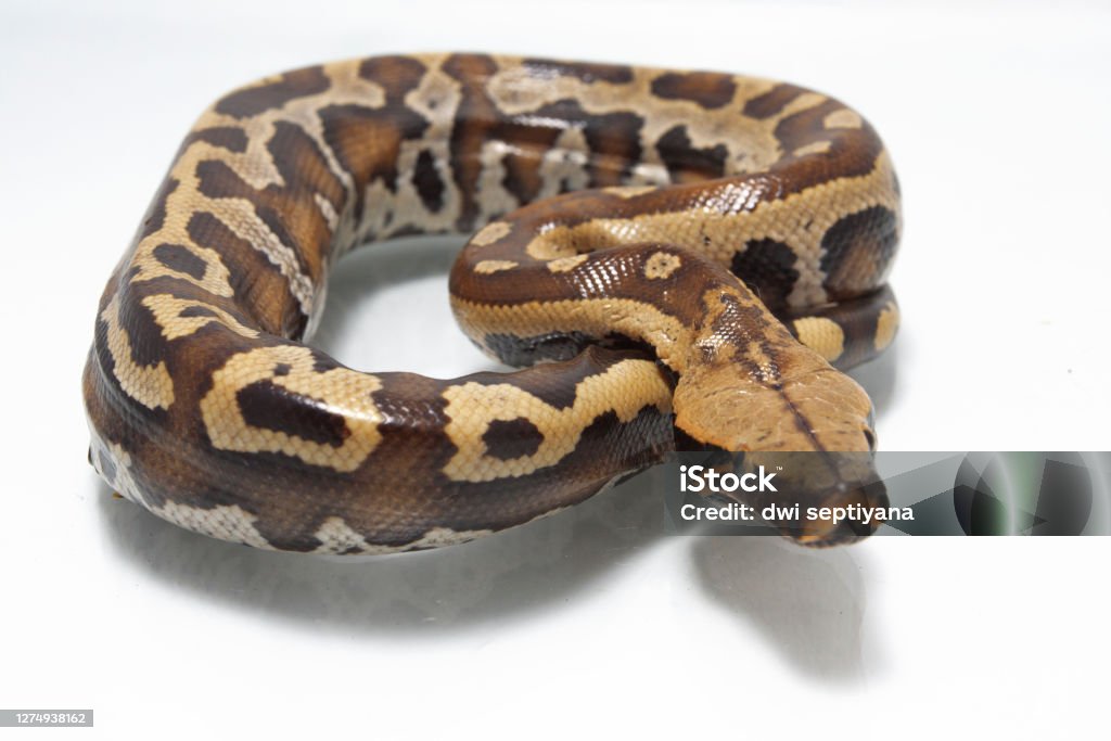 Sumatran Red Blood Python Isolated On White Background Stock Photo ...