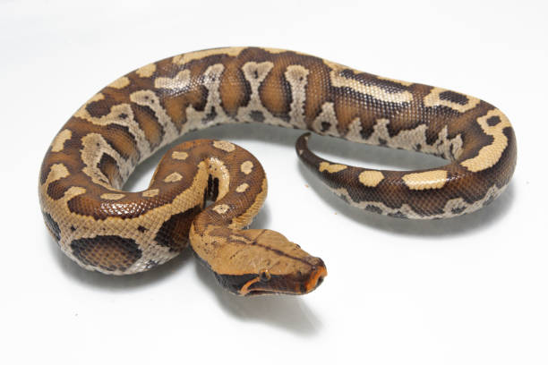 140+ Reticulated Python Isolated Stock Photos, Pictures & Royalty-Free ...