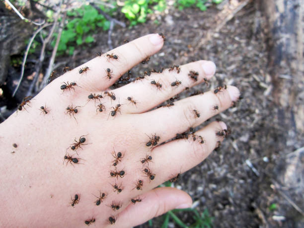 ants - colony swarm of insects pest animal imagens e fotografias de stock