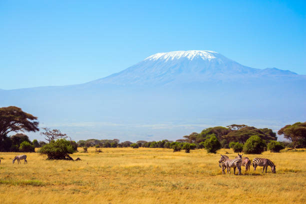 istock Herd of adorable striped zebras graze 1274952954