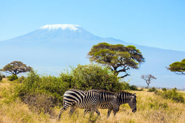 istock Pair of zebras graze 1274953049