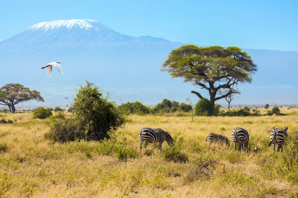 istock Great Egret and zebras 1274953060