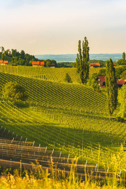 istock A Beautiful Sunset over a Styrian Vineyard in Austria 1274959121