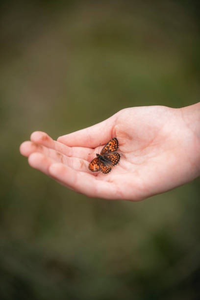 istock A graceful butterfly landing on the hand 1274959991