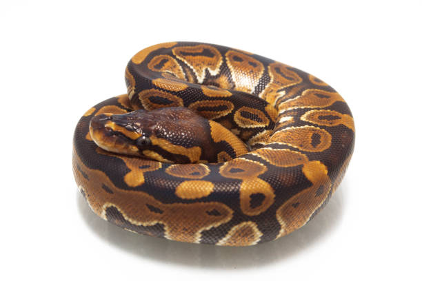 kugelpython (python regius) isoliert auf weißem hintergrund - royal python stock-fotos und bilder