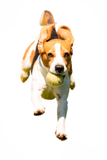 istock Beagle dog running fast cut out. Isolated on white background. 1274969890