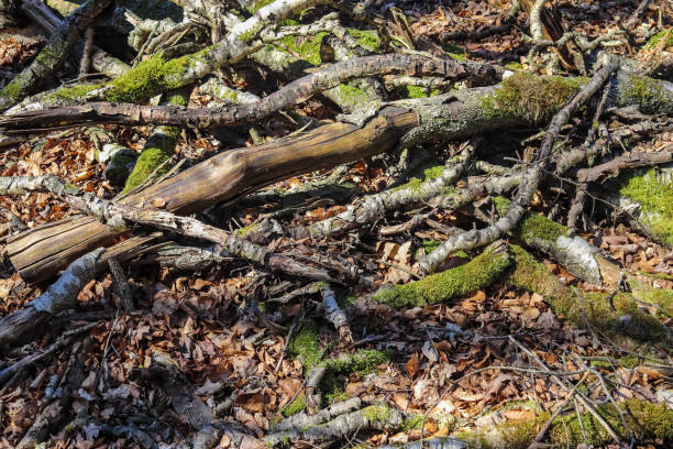 istock Detailed close up view on a forest ground texture with moss and branches 1274970141