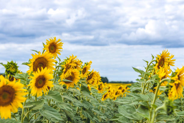 istock Wonderful panoramic view field of sunflowers by summertime under dramatic cloudy sky. Beautiful nature landscape. Farm field idyllic scene 1274972012