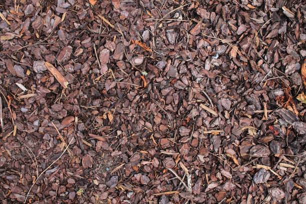 istock Detailed close up view on a forest ground texture with moss and branches 1274973432
