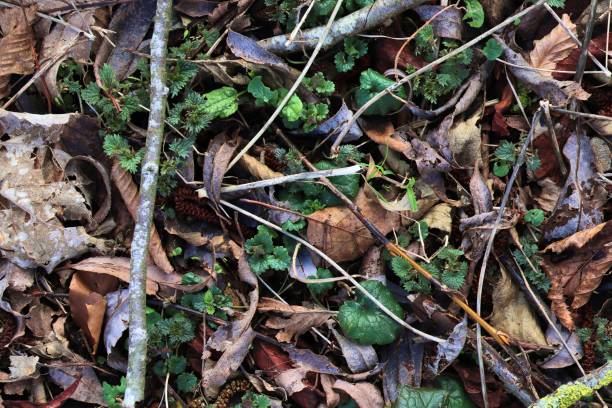 Detailed close up view on a forest ground texture with moss and branches found in a european forest
