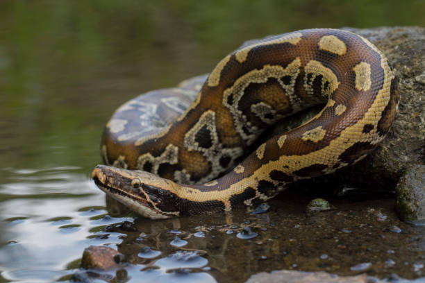 Big Red Python 60+ Green Burmese Python Stock Photos, Pictures & Royalty-Free Images ...