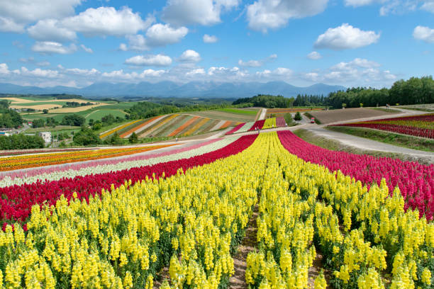 istock Summer scenery in Biei, Hokkaido. 1274979070
