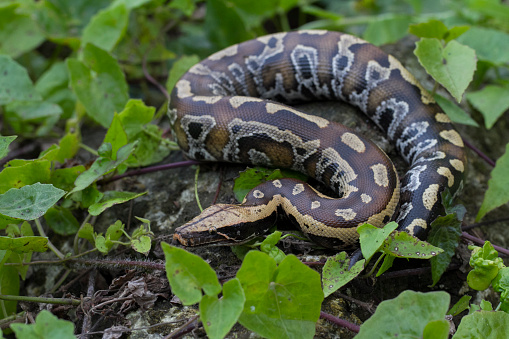 Small Red Python's Sumatran Red Blood Python Commonly Known As Red Shorttailed Python A ...