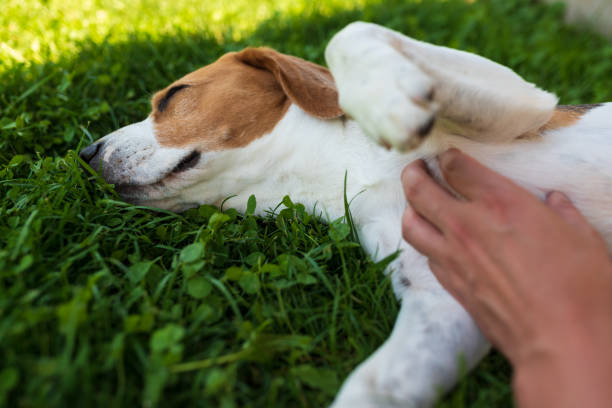 istock Owner pet the beagle dog on grass on sunny summer day 1274979237