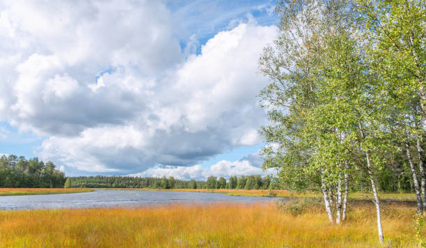Birches on the river Bank