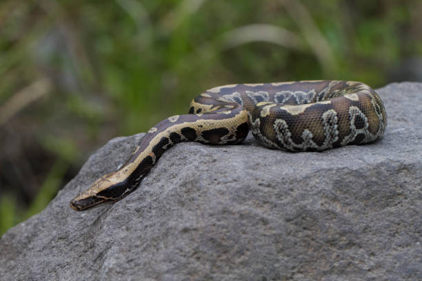 60+ Green Burmese Python Stock Photos, Pictures & Royalty-Free Images ...