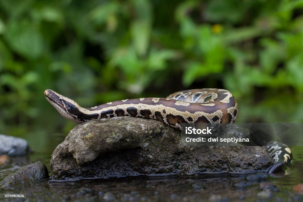 Small Red Python's Sumatran Red Blood Python Commonly Known As Red Shorttailed Python A ...