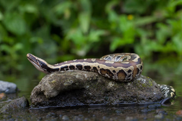 Sumatran Red Blood Python (Python curtis curtis) commonly known as red short-tailed python, a nonvenomous snake Sumatran Red Blood Python (Python curtis curtis) commonly known as red short-tailed python, a nonvenomous snake reticulated python stock pictures, royalty-free photos & images