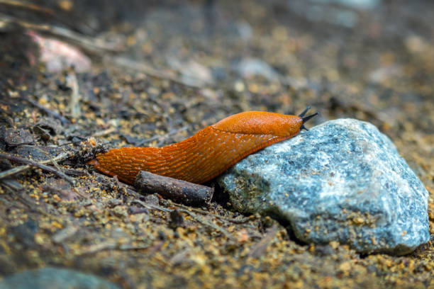 istock A slug of bright orange color 1274988171