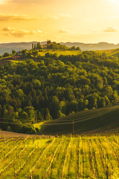 istock A Beautiful Sunset over a Styrian Vineyard in Austria 1274989128