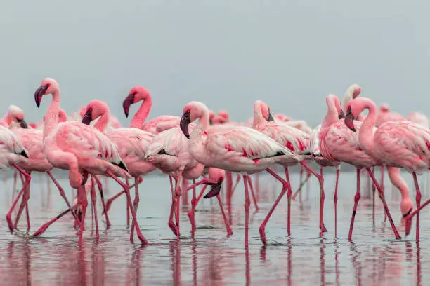 Photo of Group birds of pink african flamingos  walking around the blue lagoon