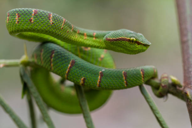 istock Wagler's Pit Viper Snake - Tropidolaemus wagleri 1274990266