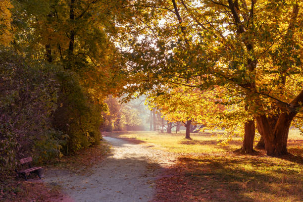 istock Footpath in a beautiful colorful autumn park 1274990611