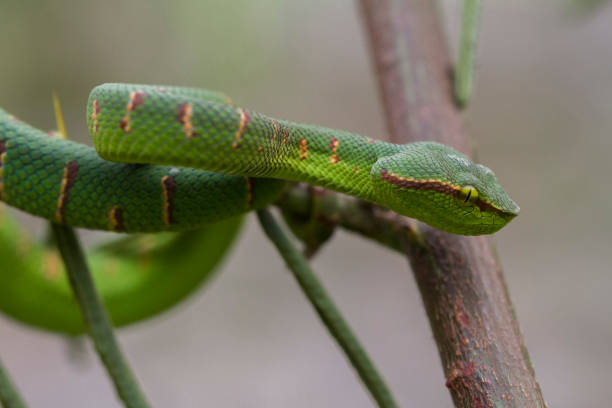 istock Wagler's Pit Viper Snake - Tropidolaemus wagleri 1274990928