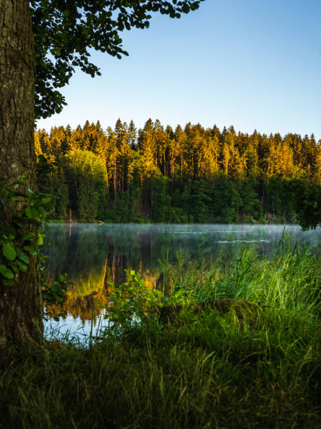 istock Lake in a forest morning sun 1274995908