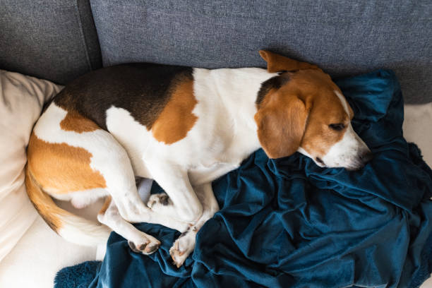 istock Beagle dog tired sleeps on a couch in sun rays. 1274999068