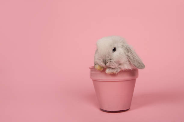 Cute young grey rabbit in a pink flowerpot on a pink background