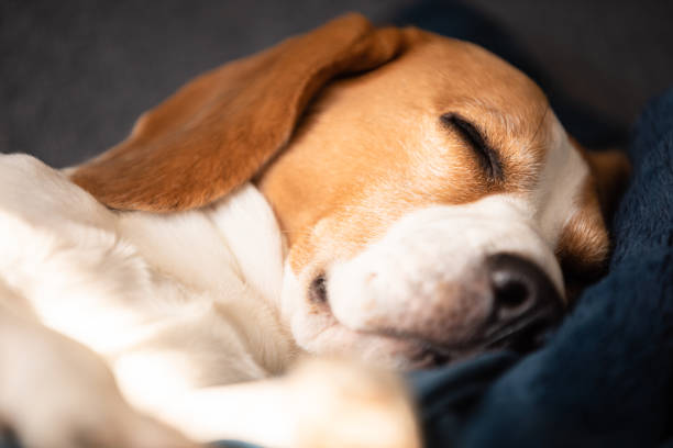 istock Beagle dog tired sleeps on a couch in sun rays. 1274999343