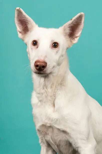 Portrait of a white podenco mixed dog on a turquoise blue background