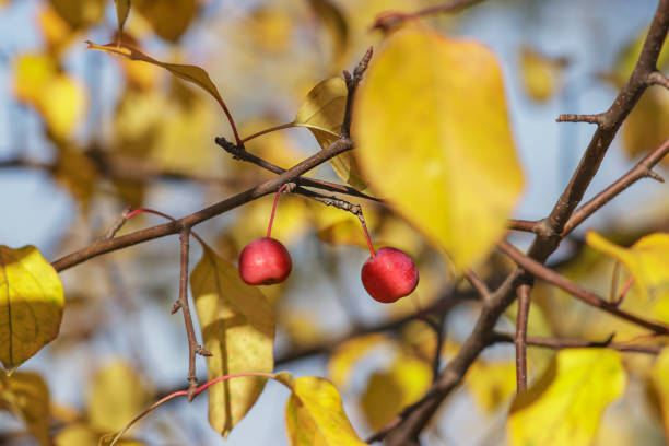 Two red apples on a wild growing apple tree in autumn. Beautiful natural autumn background close-up.