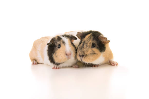 This is a photograph of two pet guinea pig indoors.