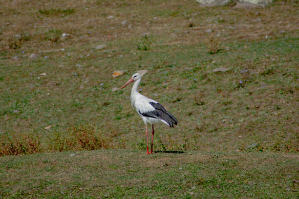 istock Lonely stork in the wild 1274999551