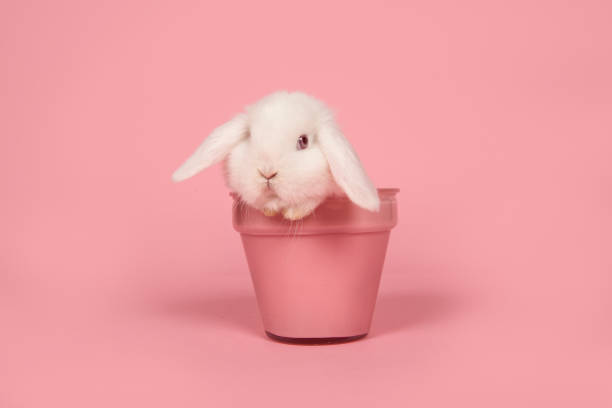 Cute young white rabbit in a pink flowerpot on a pink background
