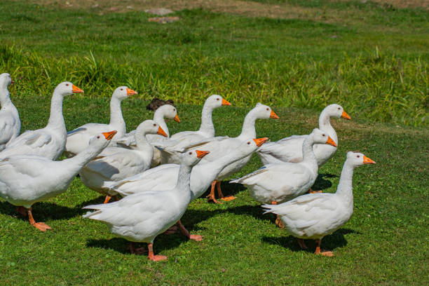 istock Geese walking on green grass 1274999581