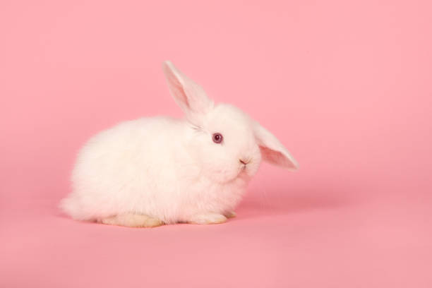 istock White rabbit on a pink background with one ear up 1274999623