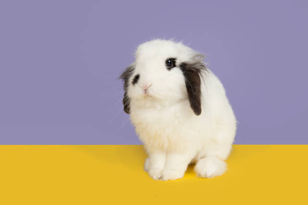istock Black and white rabbit on a purple background and a yellow underground 1274999680