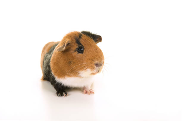 istock Smooth haired tricolour guinea pig seen from the front on a white background 1275005960