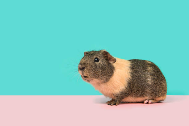 istock Smooth haired guinea pig on a pink and blue background 1275008492