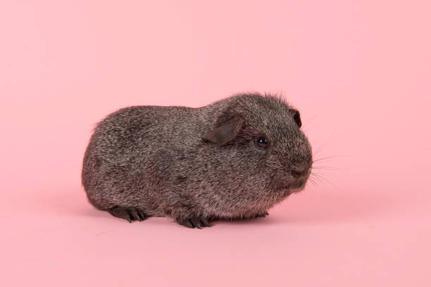 Agouti grey guinea pig seen fromt the side on a pink background