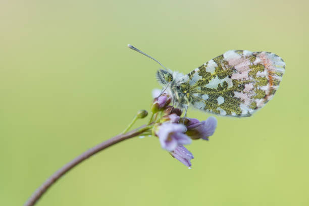 istock Orange tip butterfly resting on a cuckoo-flower with a green background 1275009770