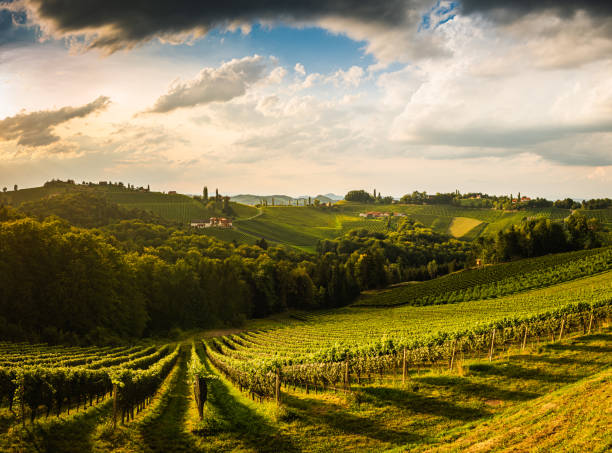 istock Vineyard on an Austrian countryside, Styrian Tuscany 1275009814