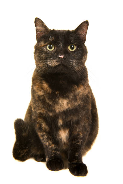 istock Sitting pretty tortoise cat looking up with her tail curled up next to her isolated on a white background 1275009836