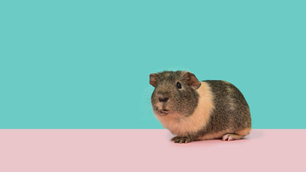 istock Smooth haired guinea pig on a pink and blue background in a panoramic image 1275009861