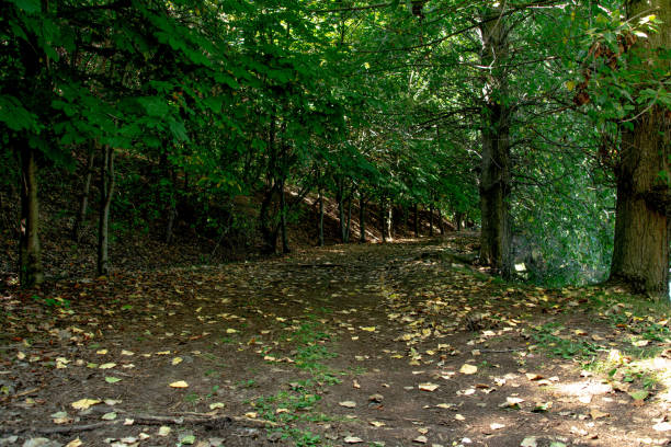 istock The road in the deep forest. Beautiful forest landscape 1275010174