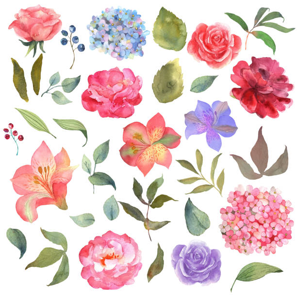 ilustrações, clipart, desenhos animados e ícones de conjunto floral com uma hortênsia rosa e azul florescendo, rosas e folhas desenhadas à mão em aquarela. excelente uso para convites, saudações, celebrações de casamento. fundo vetorial de flores. - pink rose flower color image